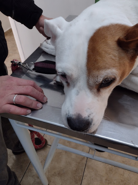 Foto 2 clinica veterinaria medcao Foto 2 clinica veterinaria medcao