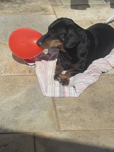 Foto 1 Clínica Veterinária Iguatemi