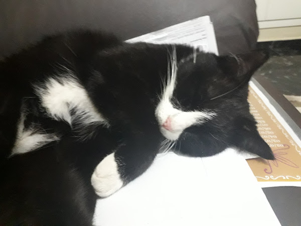 Foto 2 Late & Mia Veterinária Foto 2 Late & Mia Veterinária