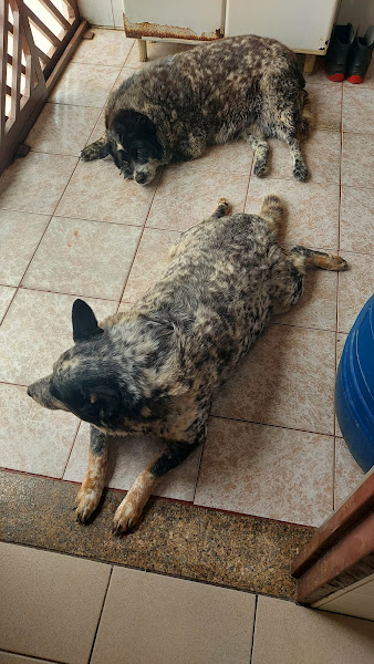 Clinica Veterinária Manchester