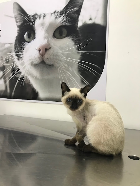 Foto 2 UNA - Unidade de Apoio Veterinário 24 horas