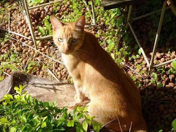 VetCheck - Clínica Veterinária, Banho e Tosa VetCheck - Clínica Veterinária, Banho e Tosa