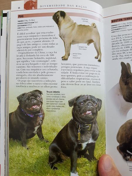 Foto 1 Cãopanheiro Clinica Veterinaria