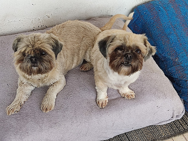 Foto 1 Clínica Veterinária Amor e Vida