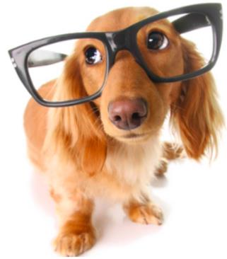 OculareVet - Oftalmologia Veterinária - Dra. Nívea Vieira - Sorocaba/SP