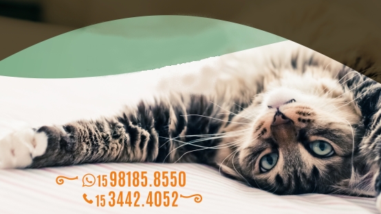 VETIVER Clínica Veterinária