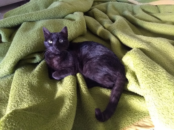 Foto 2 VETIVER Clínica Veterinária