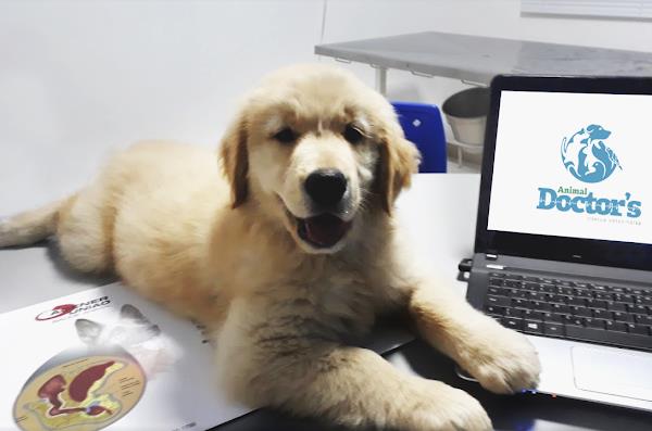 Animal Doctor's Clínica Veterinária