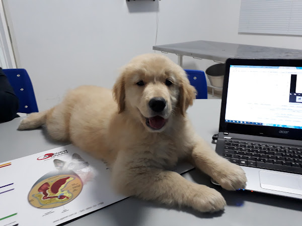 Foto 1 Animal Doctor's Clínica Veterinária