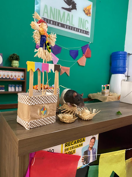 Foto 1 Clinica Veterinária Animal Inc Foto 1 Clinica Veterinária Animal Inc