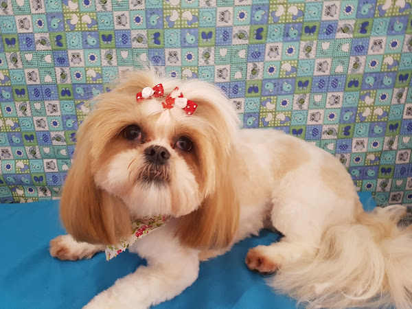 Vet Spa Clínica Veterinária