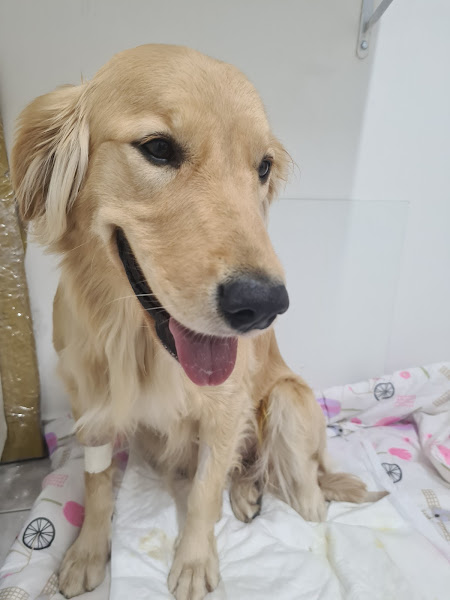 Foto 1 Vet Spa Clínica Veterinária