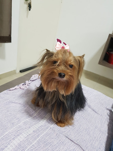 Foto 2 Vet Spa Clínica Veterinária