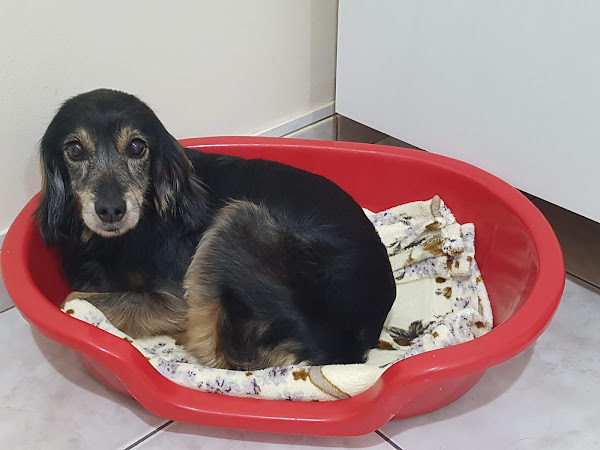 Foto 3 Vet Spa Clínica Veterinária