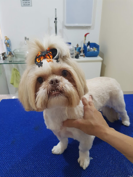 Foto 5 Vet Spa Clínica Veterinária