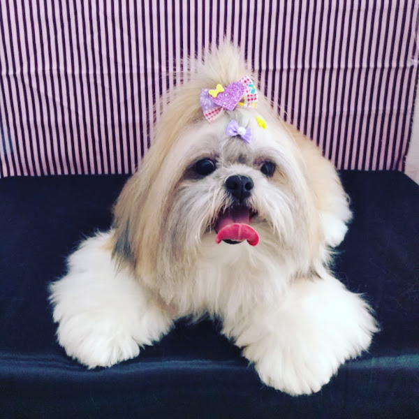 Foto 6 Vet Spa Clínica Veterinária