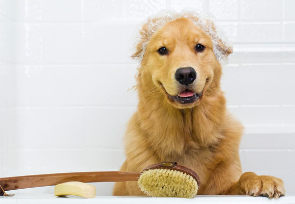 Foto 3 Veterinária Integral