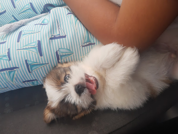 Clínica Veterinária Central