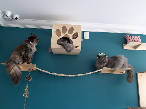 Foto 1 CatVet Medicina Felina