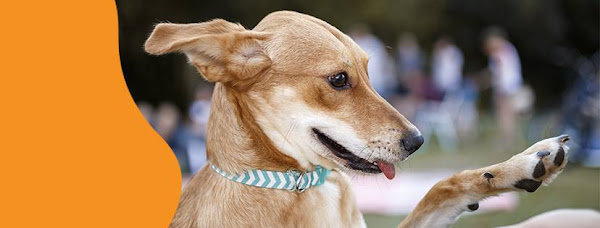 Centro Médico Veterinario Companhia Animal Centro Médico Veterinario Companhia Animal