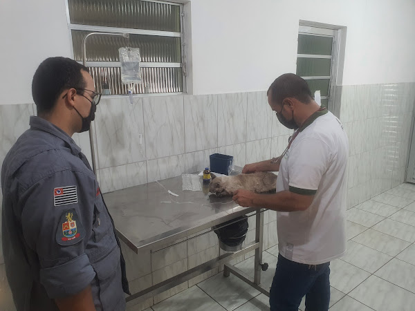 Foto 1 SPASO - Associação Protetora dos Animais de Sorocaba