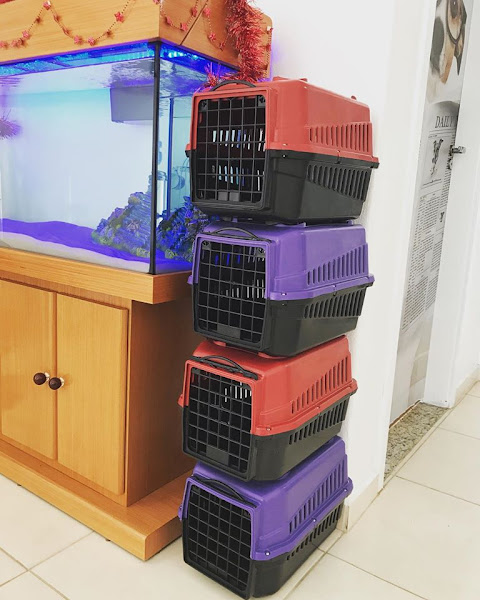 BSVet Medicina Animal