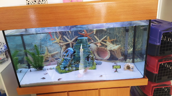 Foto 1 BSVet Medicina Animal