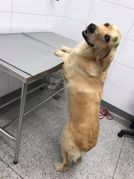 Foto 2 ACUMED- Vet - Centro de Reabilitação Veterinário Foto 2 ACUMED- Vet - Centro de Reabilitação Veterinário