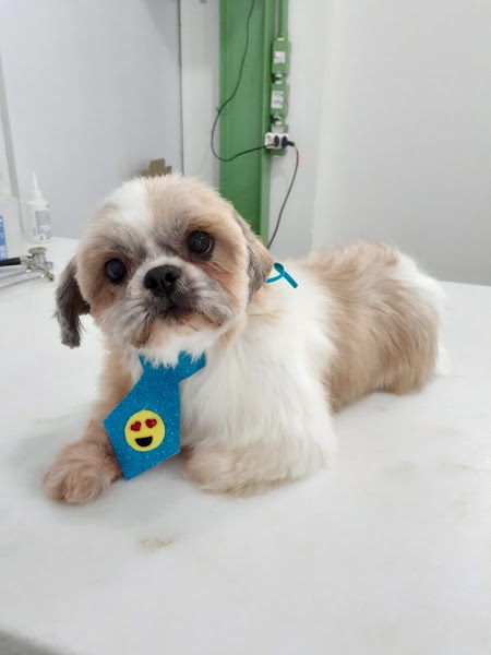 Veterinária da Turminha