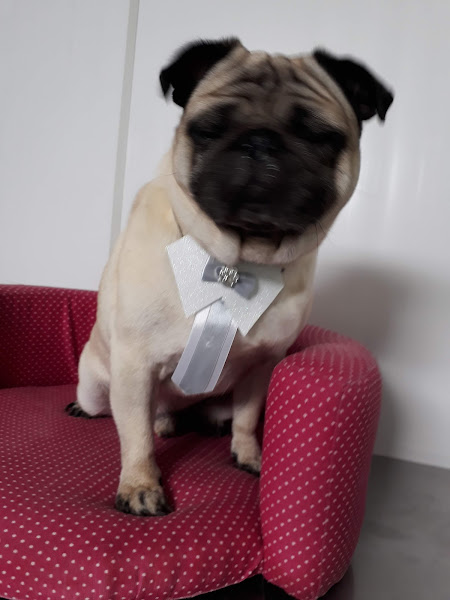 Foto 2 Veterinária da Turminha