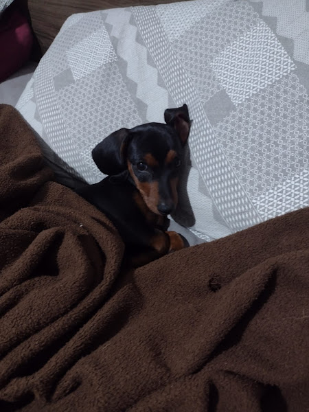 Foto 1 Dra. Denise de Campos Paulossi - Médica Veterinária