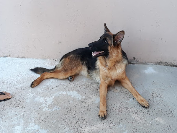 Veterinária em domicílio Sorocaba - Dra. Bianca Belline