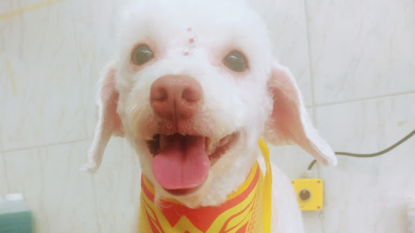 Patas de Luxo Patas de Luxo