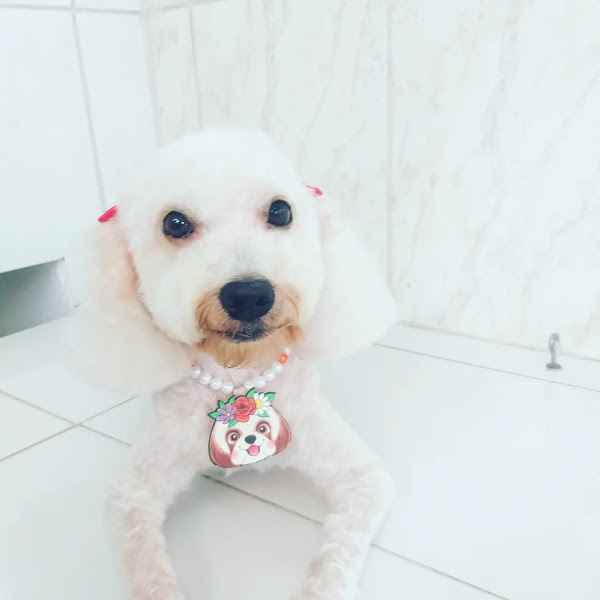 Foto 2 Patas de Luxo