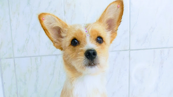 Foto 4 Patas de Luxo