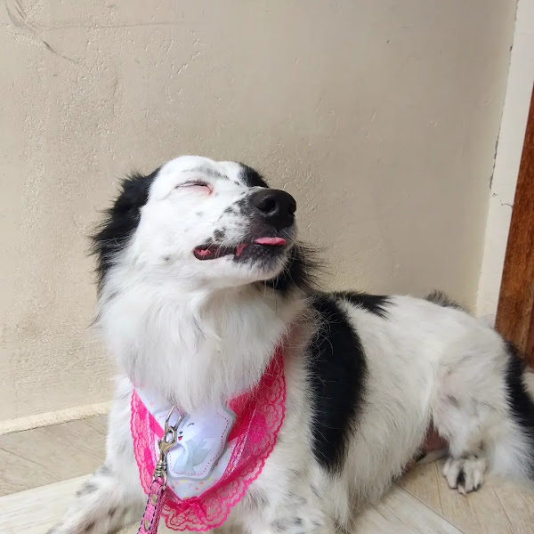 Foto 5 Patas de Luxo