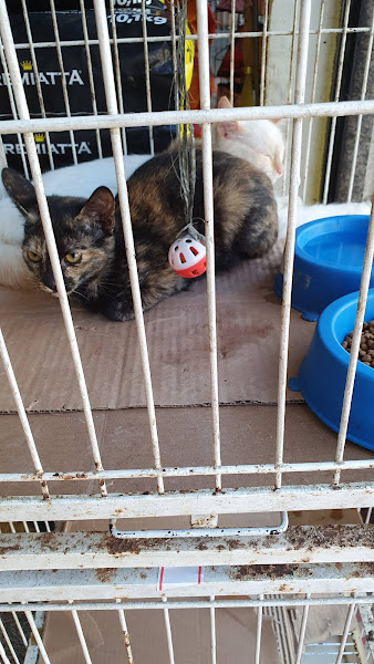 Foto 2 Agro Ouro Verde