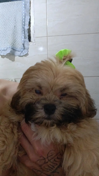 Pet Shop Reino dos Animais Pet Shop Reino dos Animais