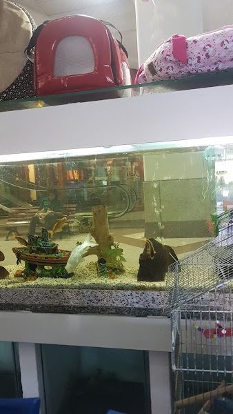 Foto 1 Baby Dog Pet Shop