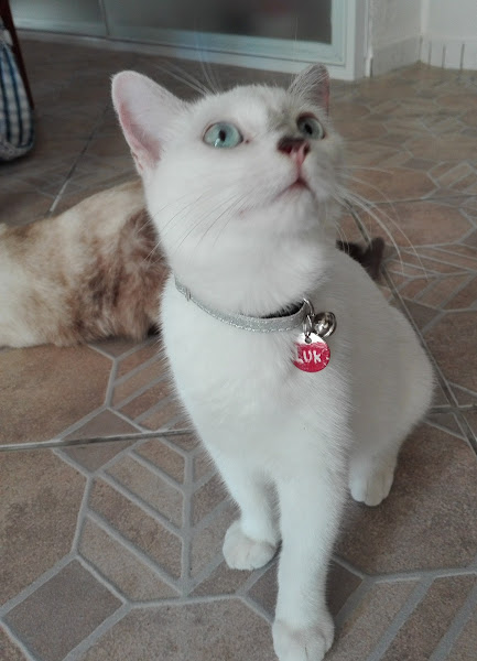 Foto 1 Fortal pet shop