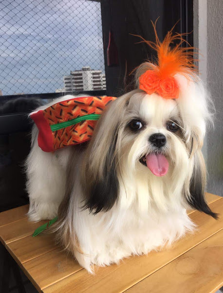 Wellpet Clínica & Petshop Wellpet Clínica & Petshop