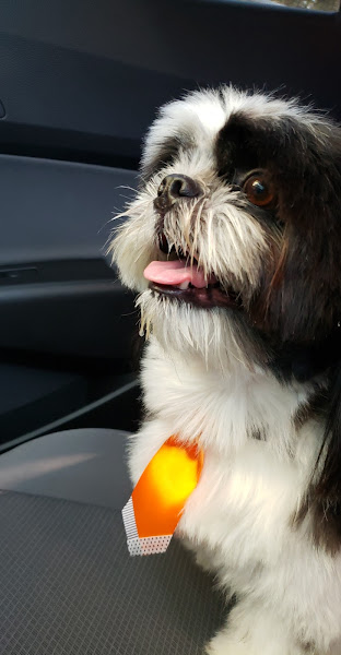 Foto 1 Wellpet Clínica & Petshop