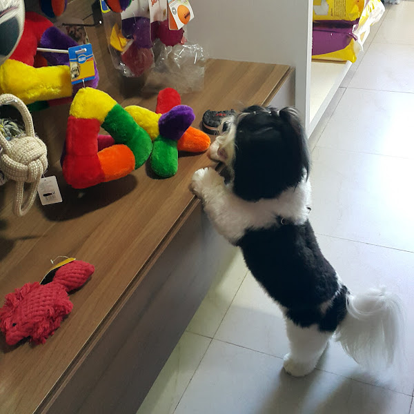 Foto 3 Vet Fauna Pet Shop