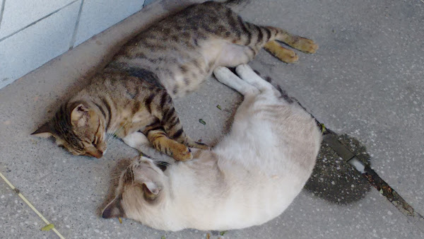 Foto 1 Baby Dog Pet Shop