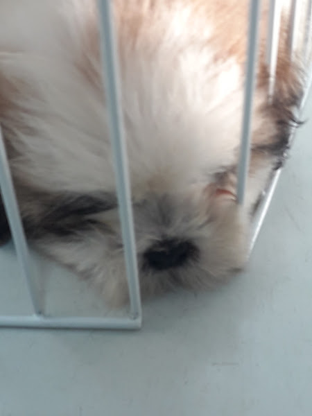 Foto 2 Baby Dog Pet Shop