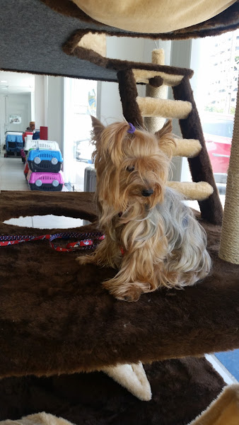 Foto 2 Petland Antônio Sales