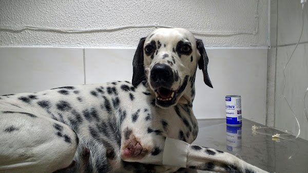 Loop - Pet Shop & Veterinária