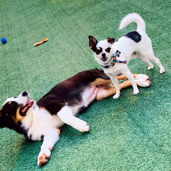 Foto 3 Shop Dog Clínica & Pet