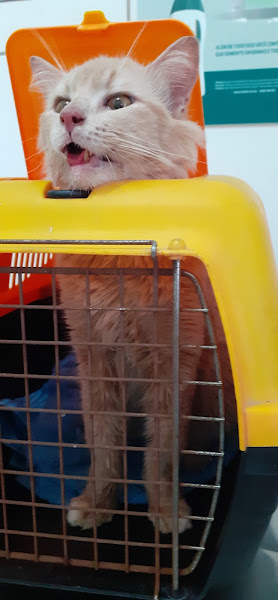 Foto 1 Estação Pet - Pet Shop e Veterinária