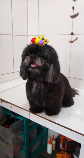 Foto 2 Pet Shop Estética Animal